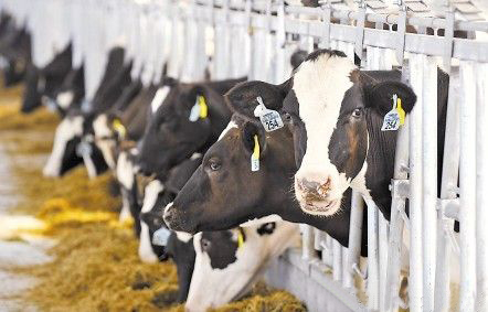 巴拉圭牛肉預計明年將進入加拿大市場
